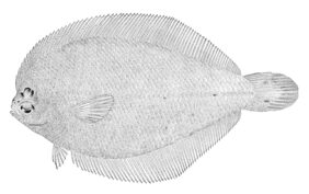 Gray flounder