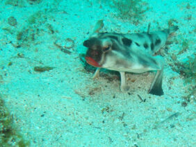 Red-lipped batfish