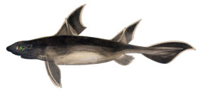 Angular roughshark