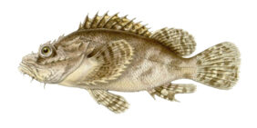 Smallscale scorpionfish