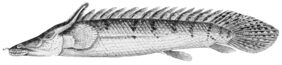 Congo Bichir