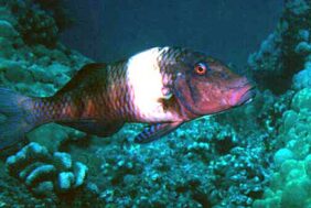 Banded goatfish