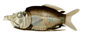 Barreleye