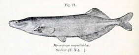 Cornish jack