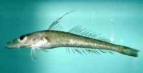 Duckbill Flathead