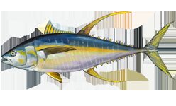 'Fin