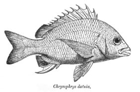 Japanese bream