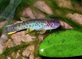 Emerald Aphyosemion