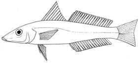 Indian sillago