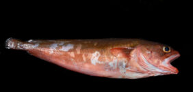 Red codling