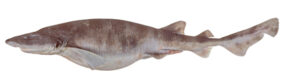 Saddled swellshark