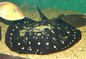 Bigtooth river stingray