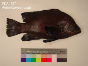 Red-flushed cod