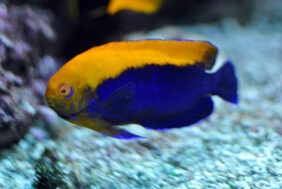Flameback angelfish