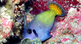 Blackbar filefish