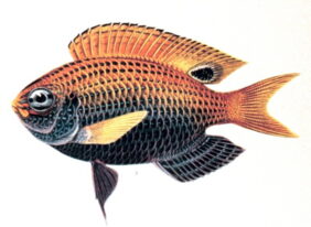 Ocellate Damsel