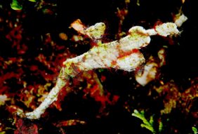 Halimeda ghostpipefish