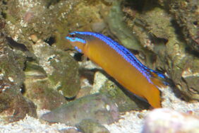 Neon dottyback