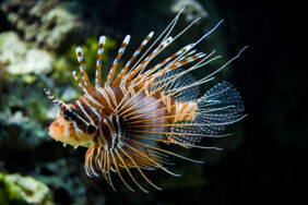 Broadbarred lionfish