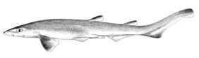 Blacktip sawtail catshark