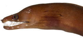 Caribbean chestnut moray