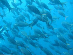Pacific creole-fish