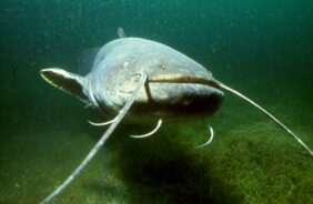 Wels catfish