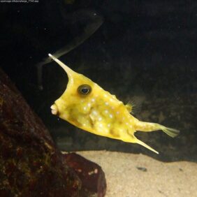 Longhorn cowfish
