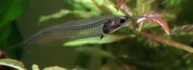 Ghost Catfish