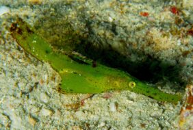 Ghost pipefish