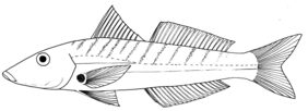 Banded sillago