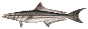 Cobia