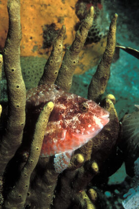 Redband parrotfish