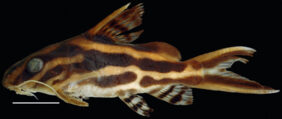 Orangestriped squeaker