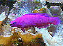 orchid dottyback