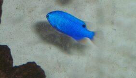 Sapphire Demoiselle