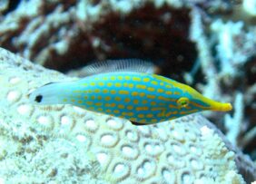 Beaked leatherjacket