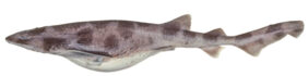 Whitefin swellshark