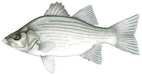 White bass