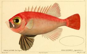 big-fin bigeye