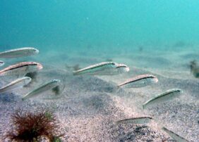 Red mullet