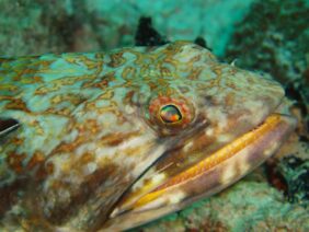 Sand diver