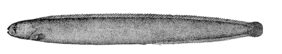 Penpoint gunnel