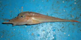 Armed gurnard