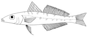 Intermediate sillago