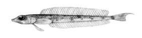 Hemerocoetes macrophthalmus