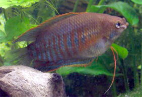 Thick-lipped gourami