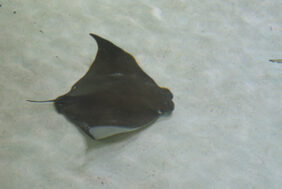 Cownose ray