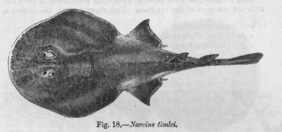 Blackspotted numbfish