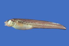 Crested cusk-eel